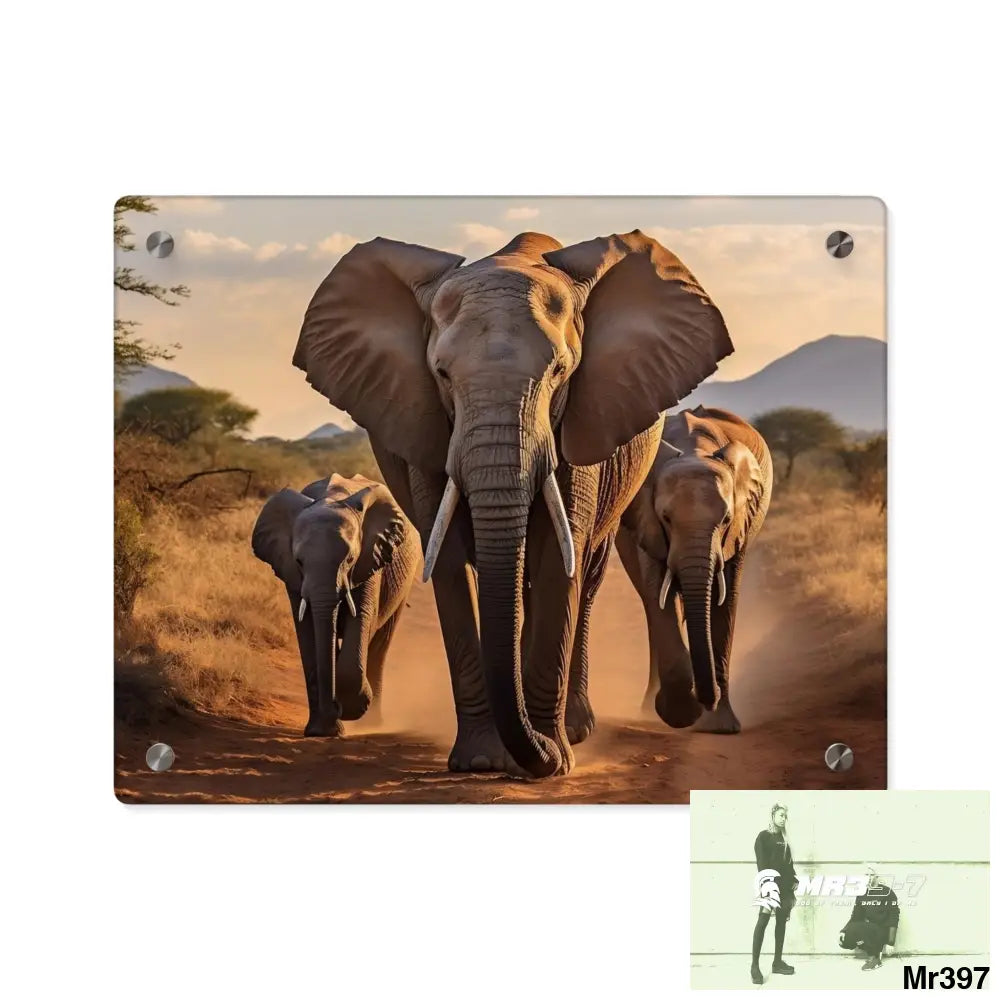Group of Elephants Walking in the Wilderness Acrylic Wall Art Panels 14″ x 11″ (Horizontal) / 0.25’’ Home Decor