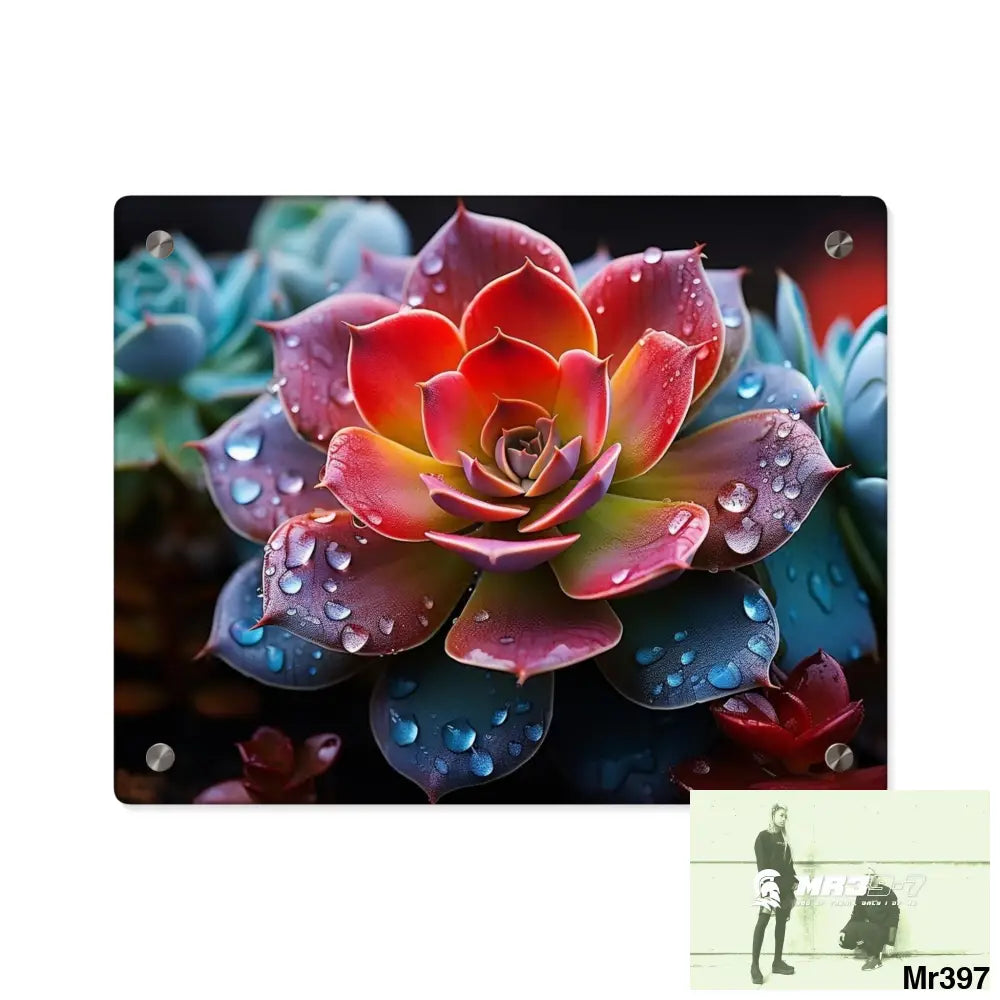 Close-up of Vibrant Succulent Plant with Water Droplets Wall Art Panels 14″ x 11″ (Horizontal) / 0.25’’ Home Decor